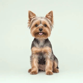 Renewell product and happy dog