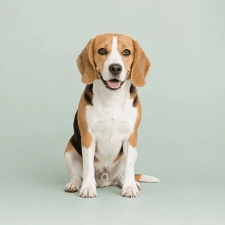 Renewell product and happy dog