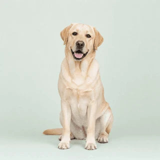Renewell product and happy dog
