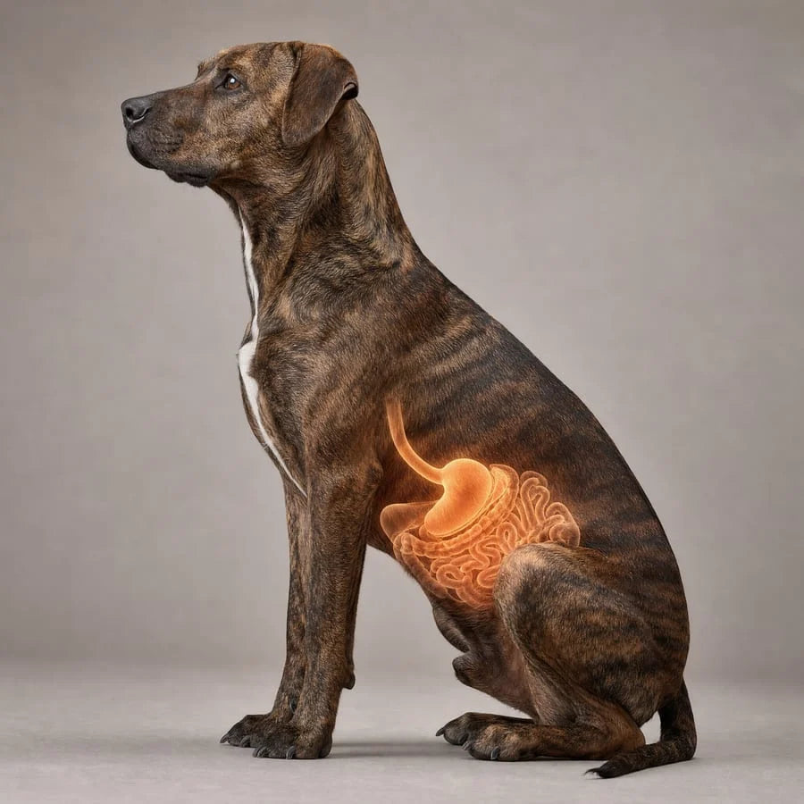 Renewell product and happy dog